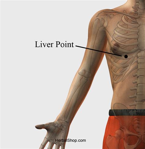 liver 13 acupuncture point location.